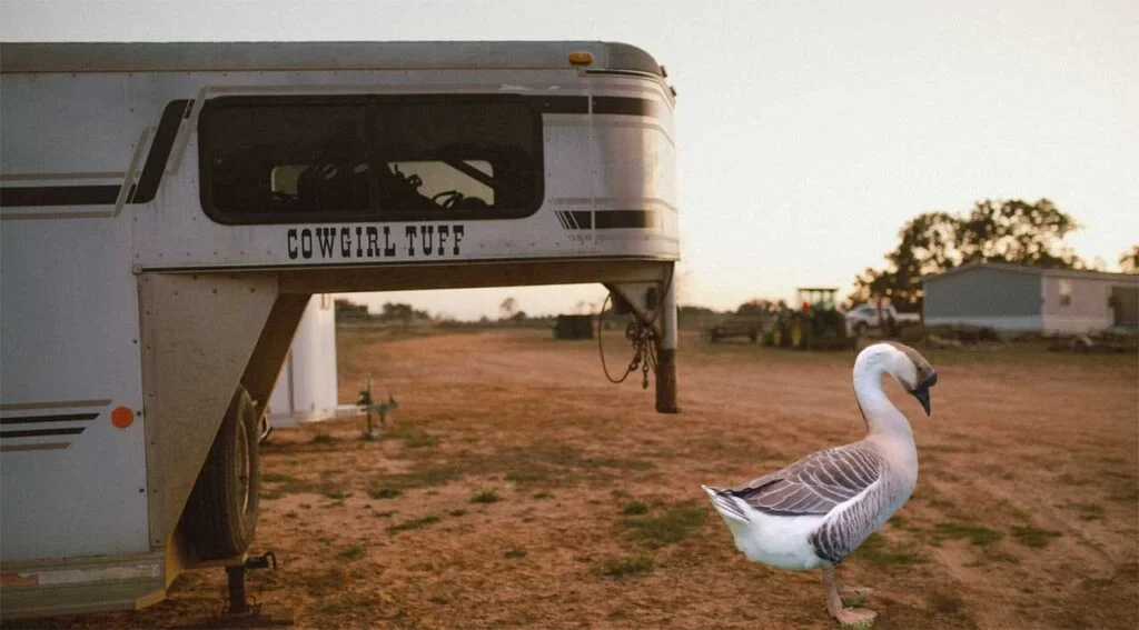 White horse standing in dirt beside a horse trailer labeled Cowgirl Tuff at a ranch.