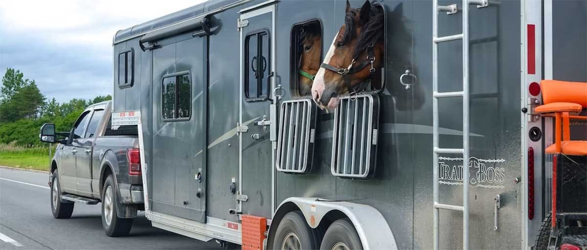 Two brown horses looking out from open doors on the side of a gray horse trailer being towed on a highway.