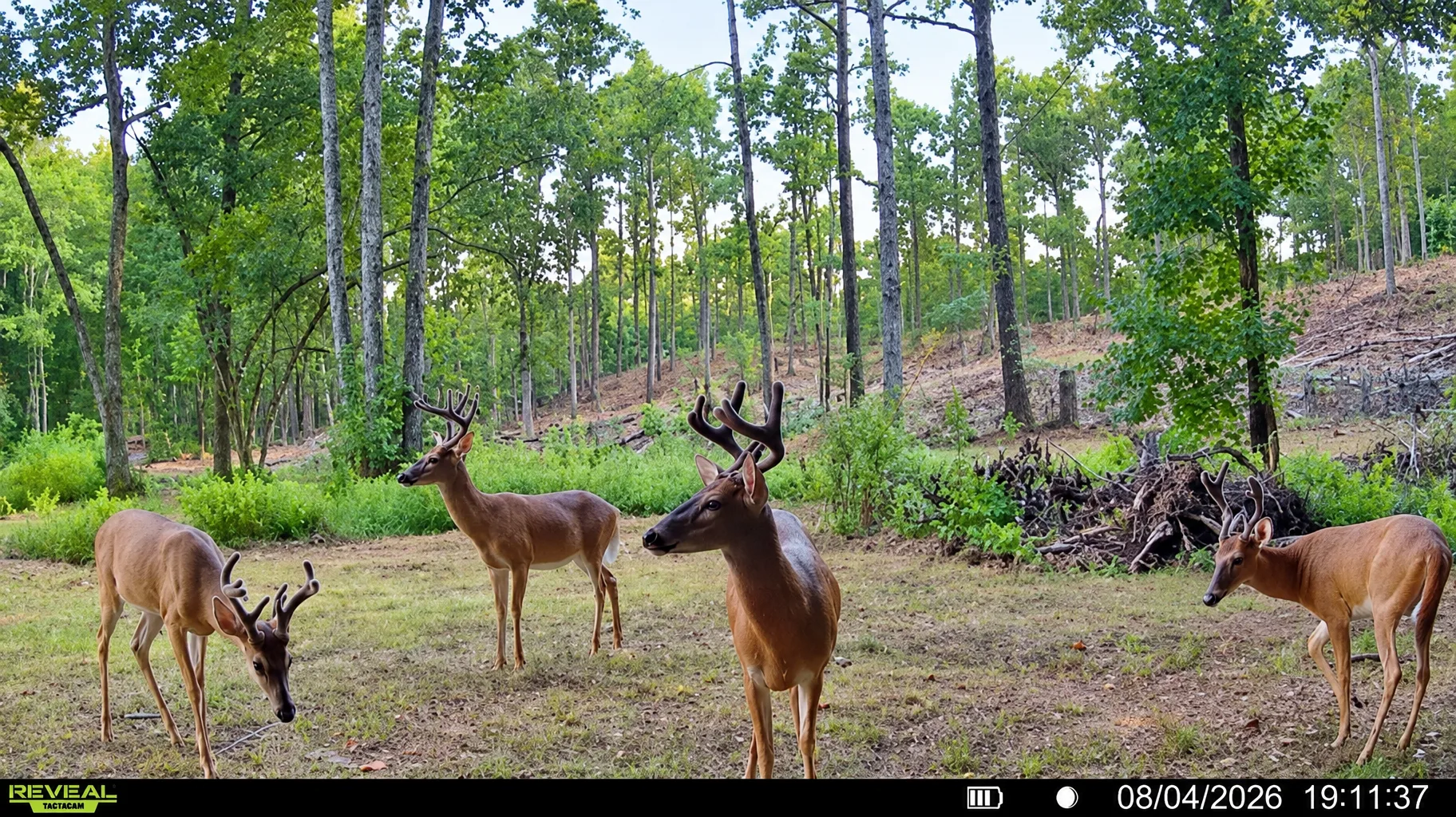 Trail camera photo of four whitetail bucks in velvet at an Alabama feeding area